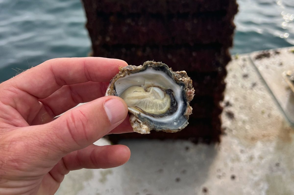 Freshly harvested Sydney Rock oyster held over the water at Jervis Bay, Australia